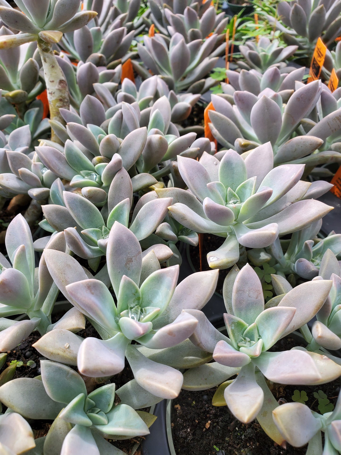 Graptopetalum paraguayense --Ghost Plant--