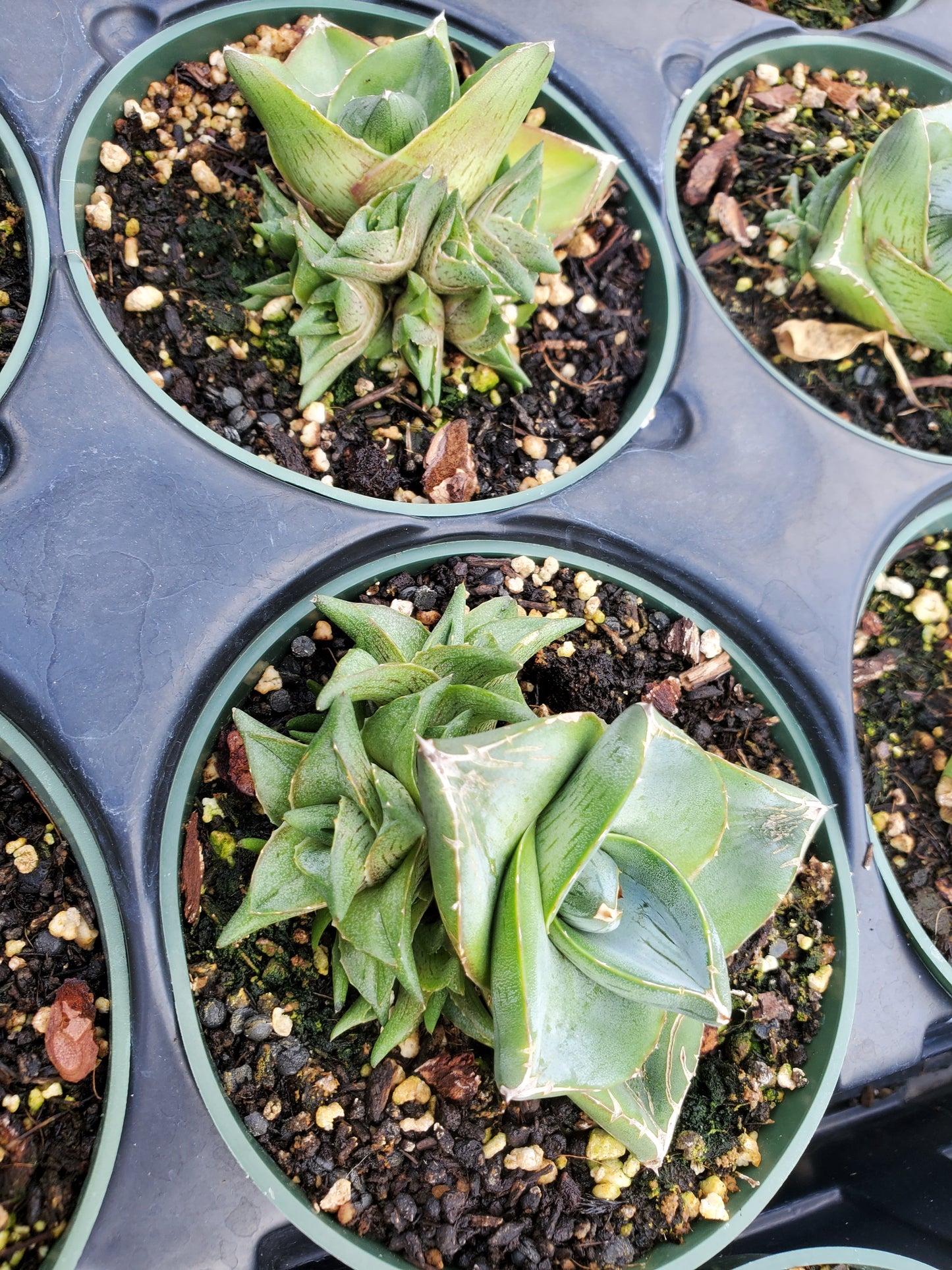 Agave x pumila --Clusterfest Dwarf Agave--