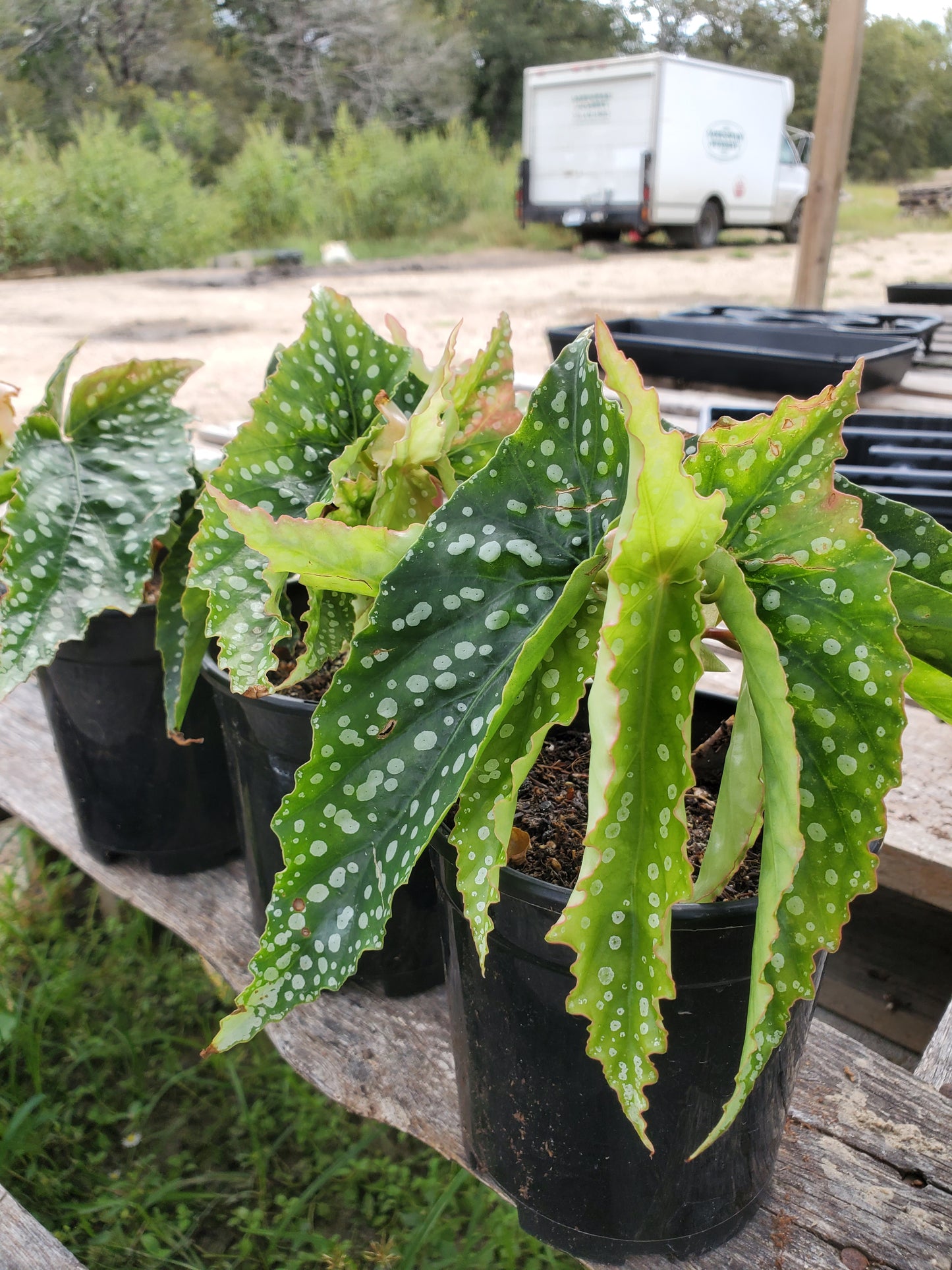 Begonia 'My Special Angel'