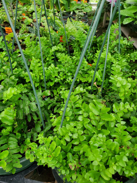 Nephrolepis exaltata --Pom Pom Fern--