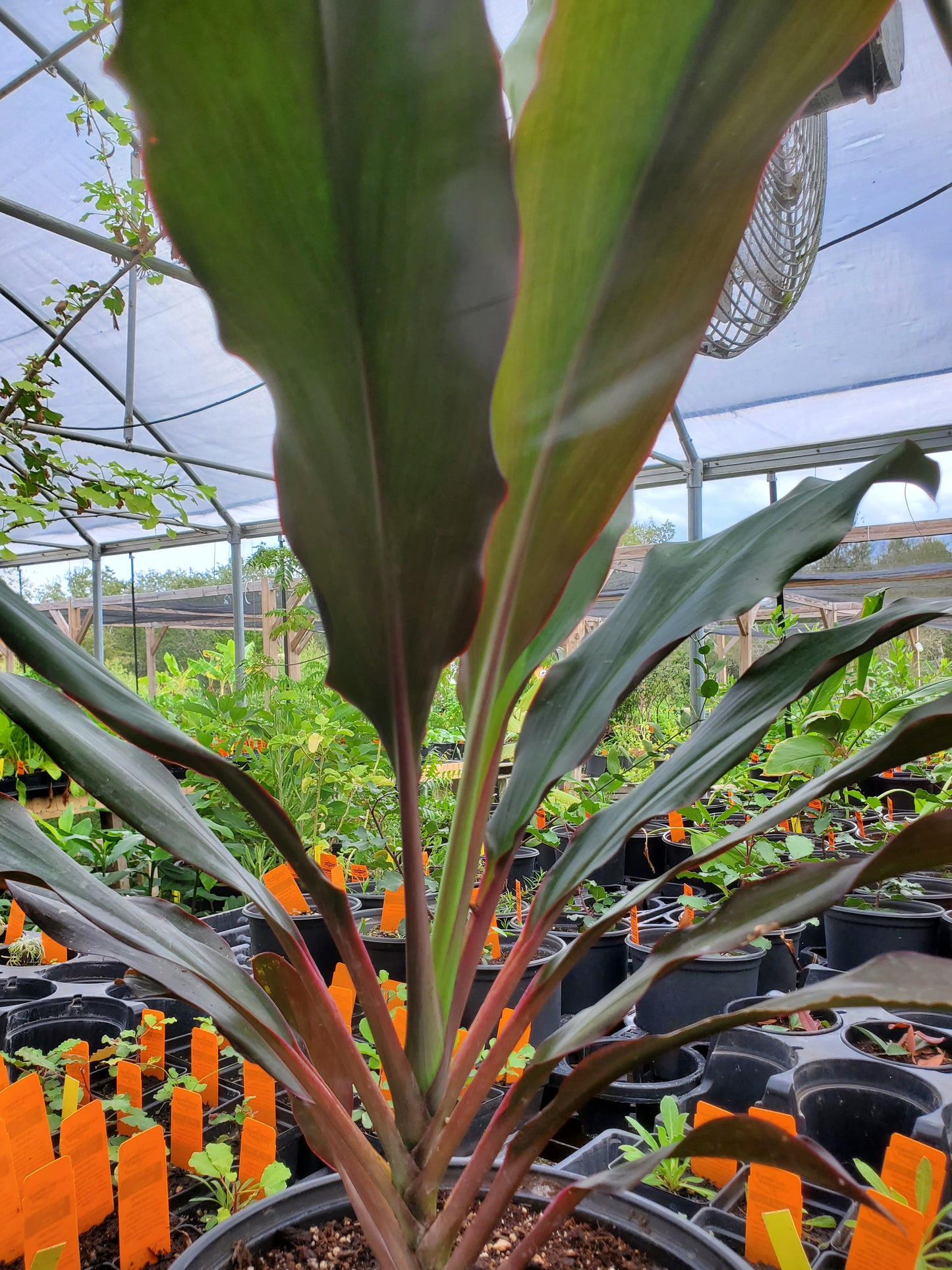 Cordyline terminalis 'Show Girl' --Singapore Twist Ti Plant--