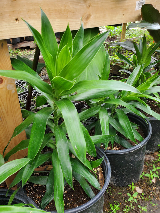 Dracaena reflexa 'Green'