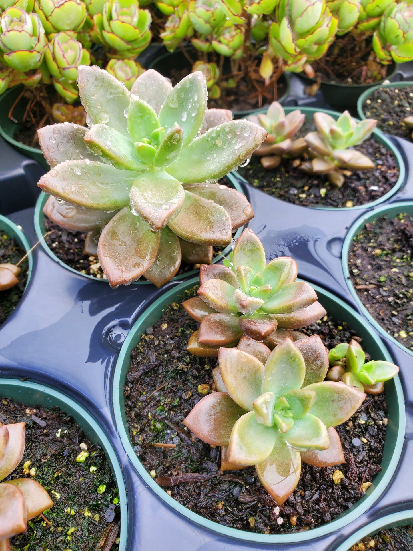 Graptosedum 'Vera Higgins'