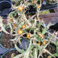Orbea schweinfurthii --Scarecrow Plant--