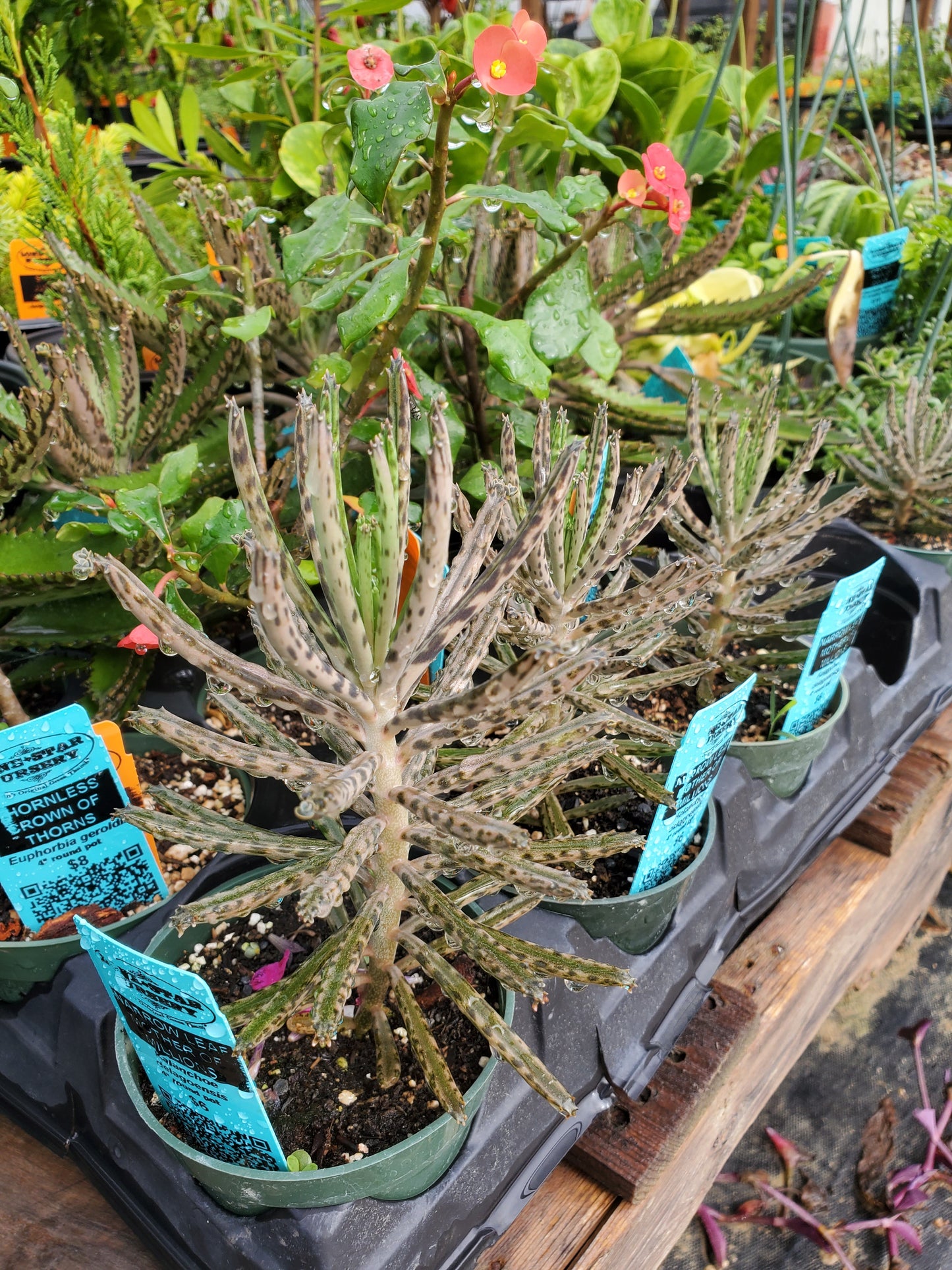 Kalanchoe delagoensis --Narrow Leaf Mother of Millions--