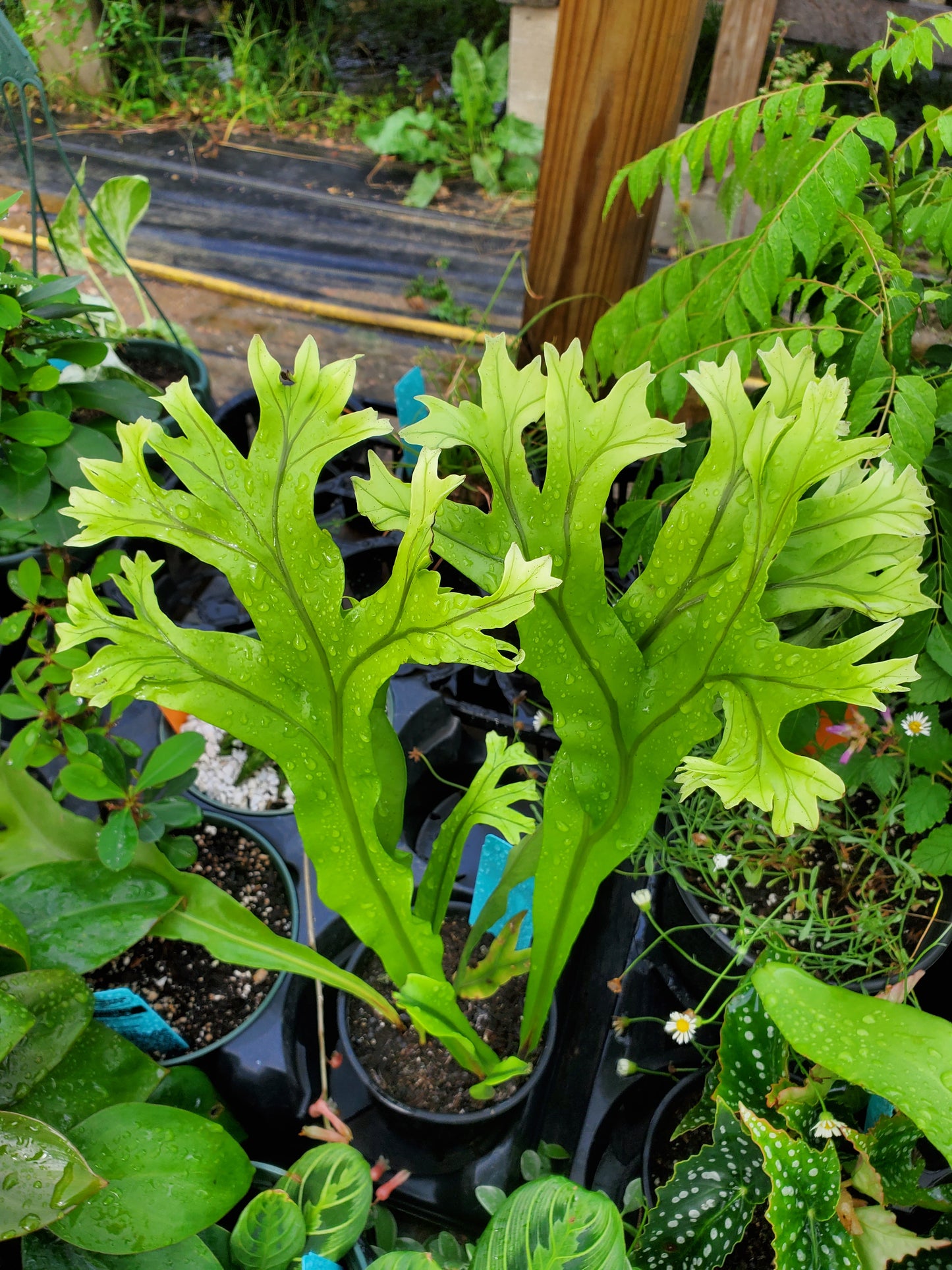 Microsorum punctatum --Crested Dragon Whiskers--