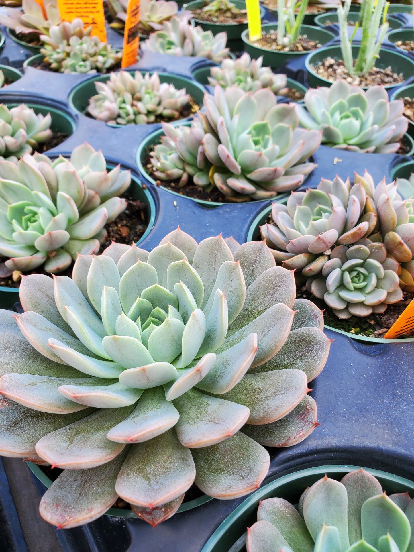 Echeveria 'Maroon Hill'