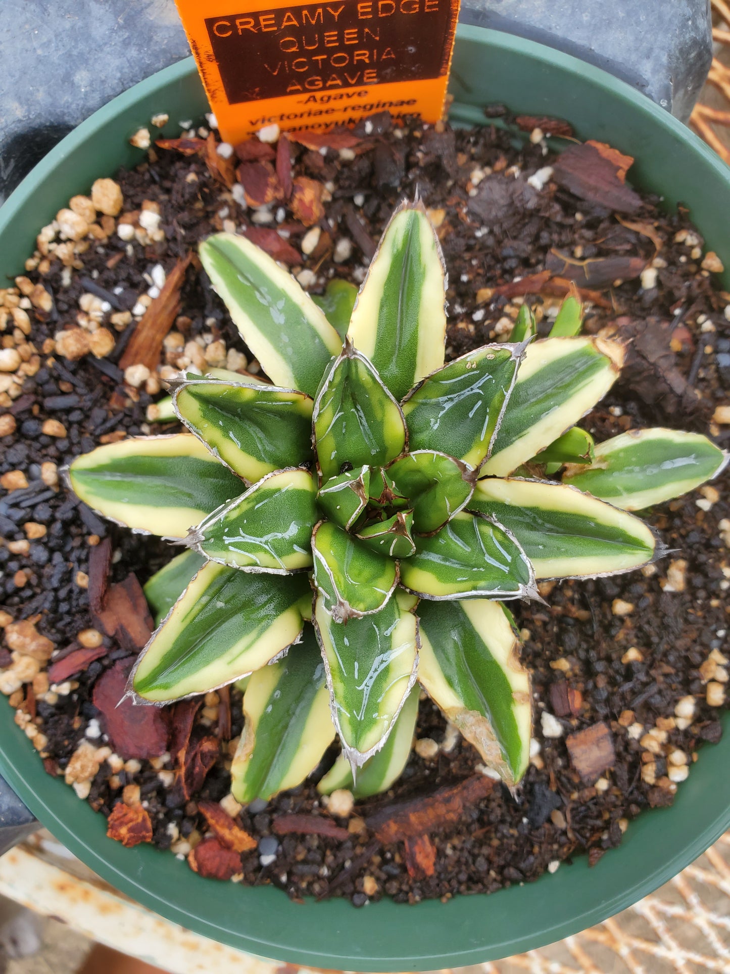 Agave victoriae-reginae 'Sasanoyuki Shiro Fukurin' --Creamy Edge Queen Victoria Agave--