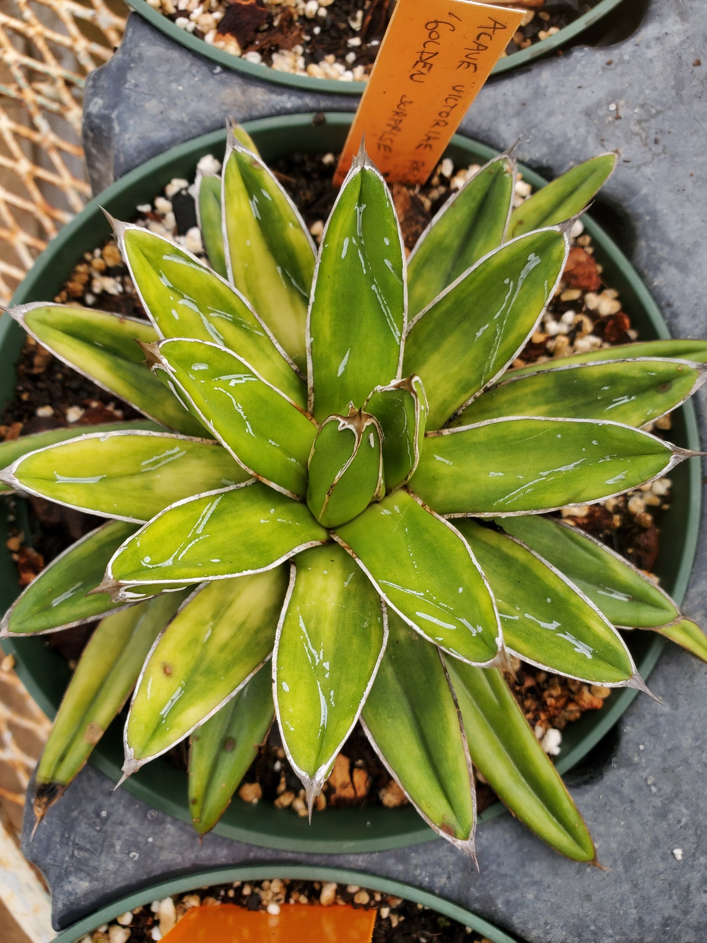 Agave victoriae-reginae --Golden Surprise Queen Victoria Agave--