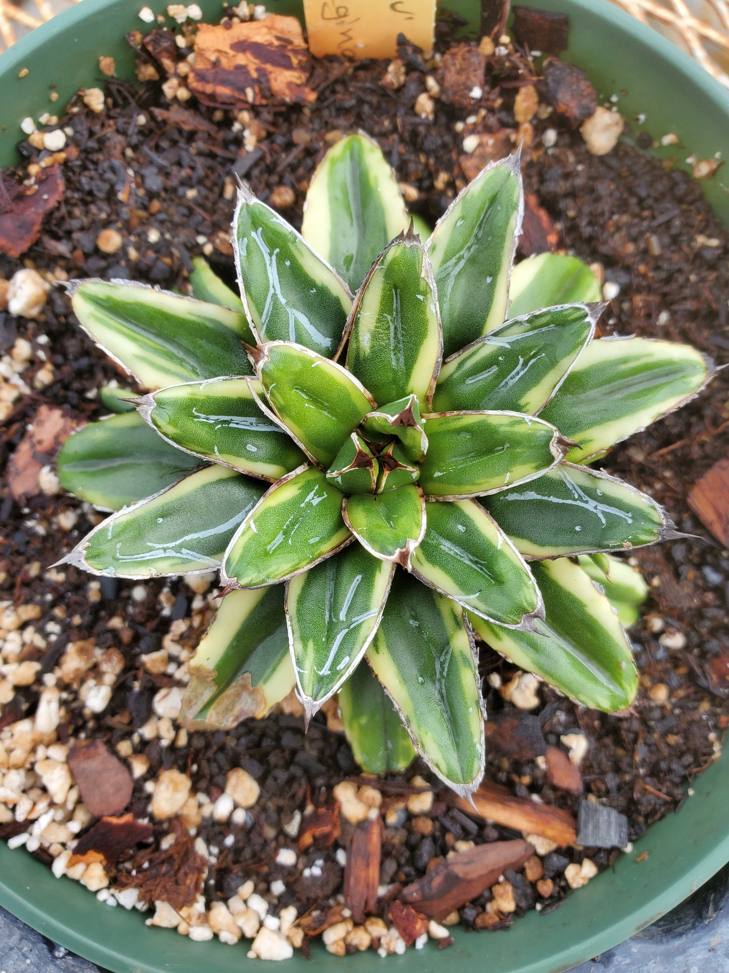 Agave victoriae-reginae --Tora Fu Queen Victoria Agave--