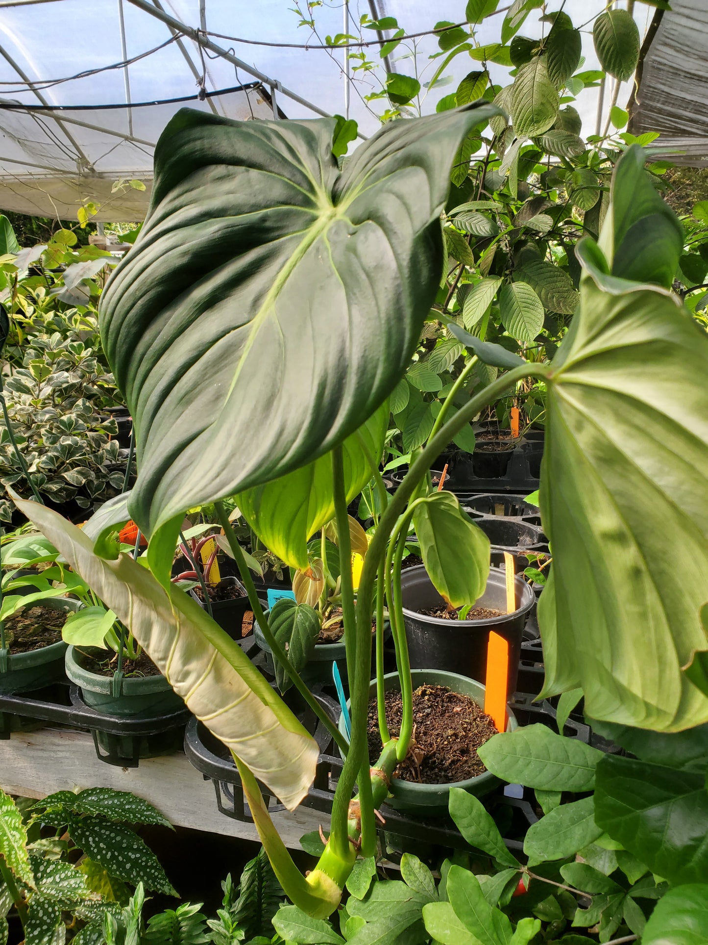 Philodendron gloriosum x. --McDowell Philodendron--