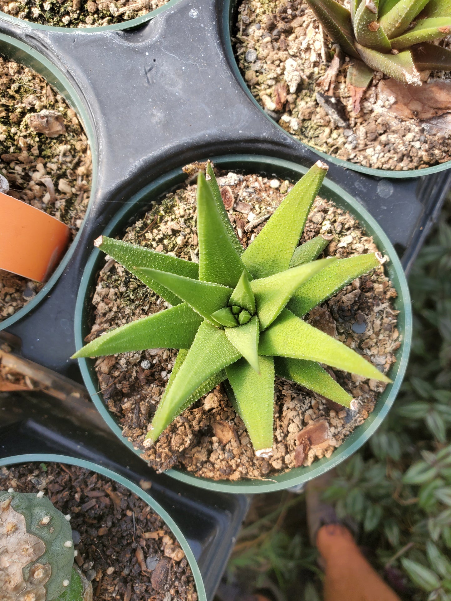 Haworthia attenuata