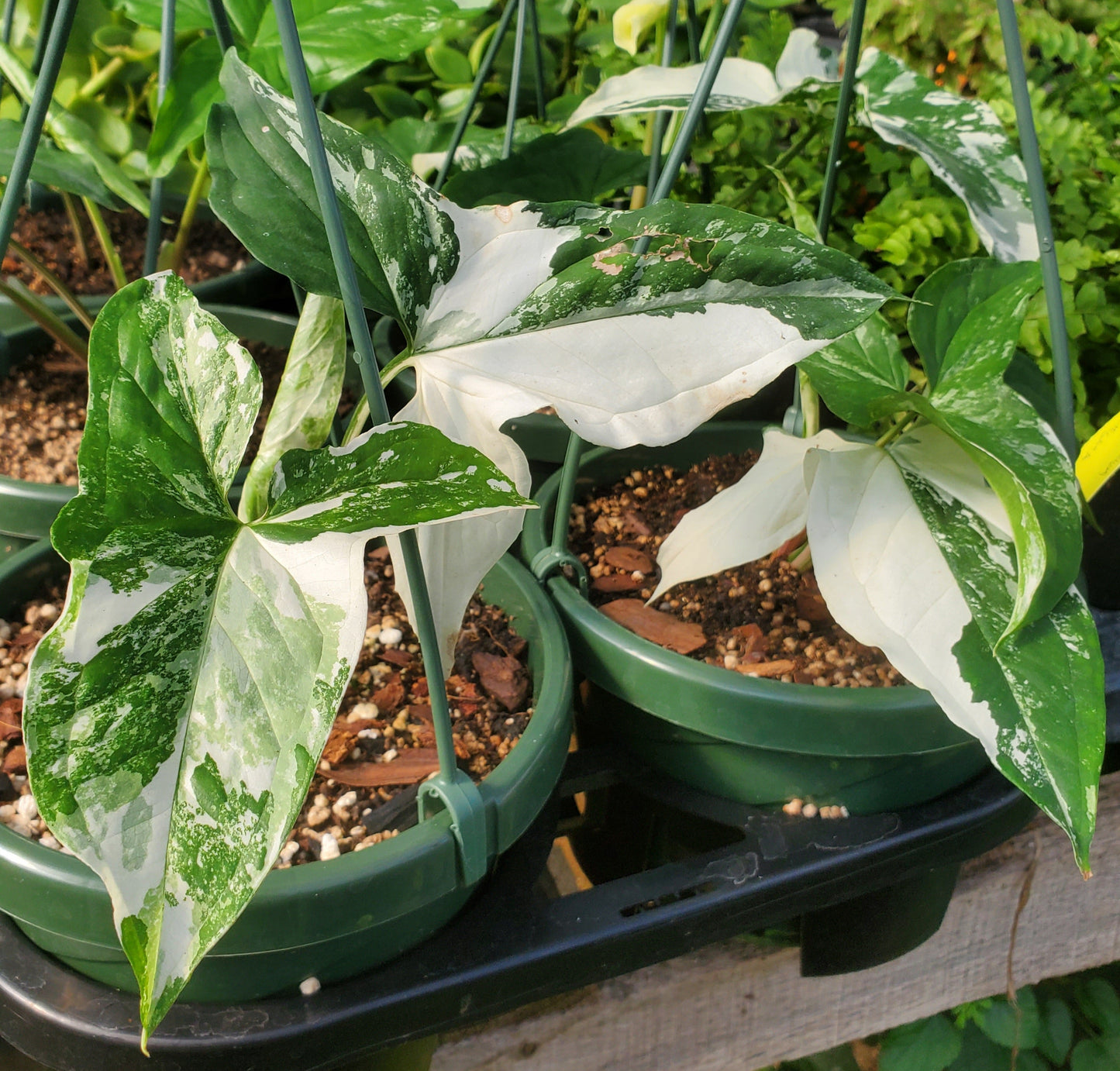 Syngonium podophyllum 'Albo-variegatum' --Variegated Arrowhead Vine--