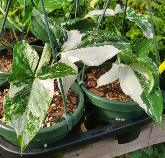 Syngonium podophyllum 'Albo-variegatum' --Variegated Arrowhead Vine--