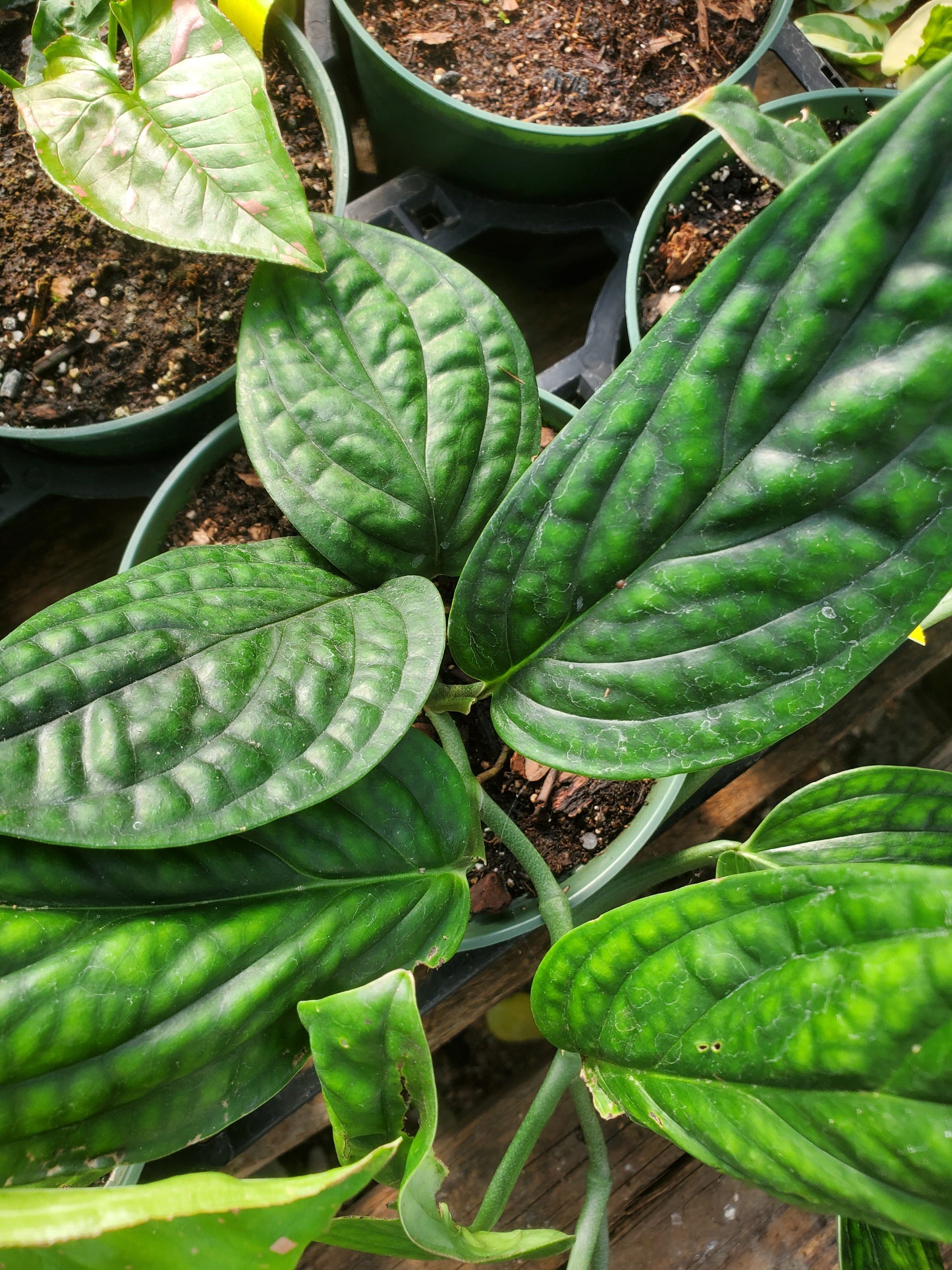 Monstera karstenianum --Peru Monstera--