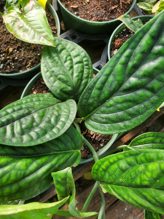 Monstera karstenianum --Peru Monstera--