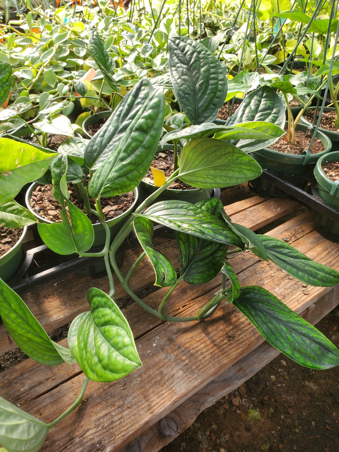 Monstera karstenianum --Peru Monstera--