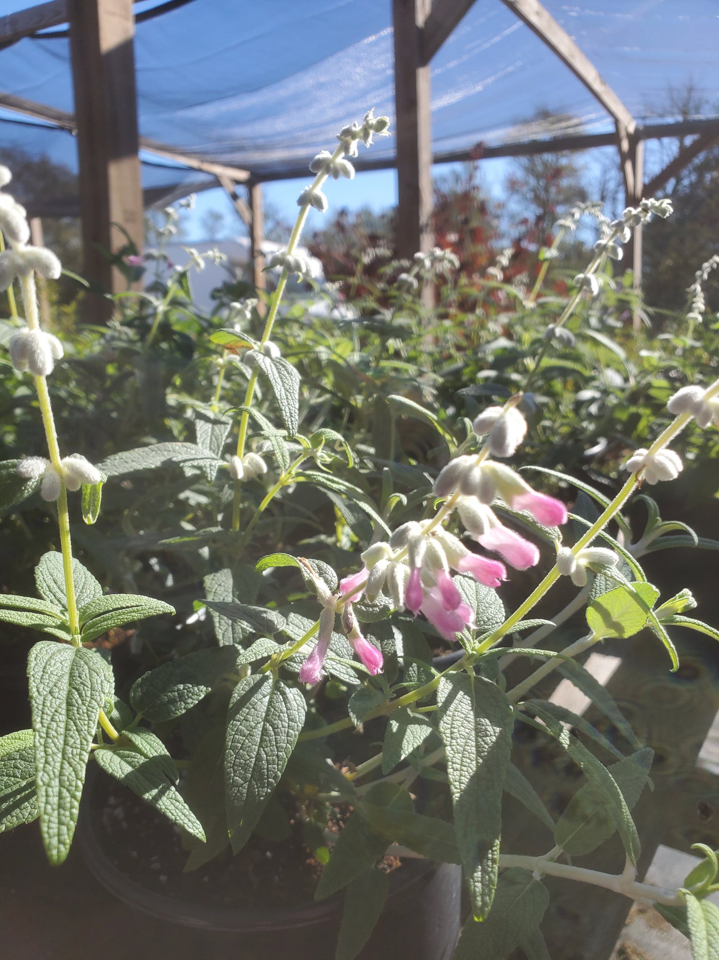 Salvia leucantha 'Danielle's Dream' --Mexican Bush Pink Sage--