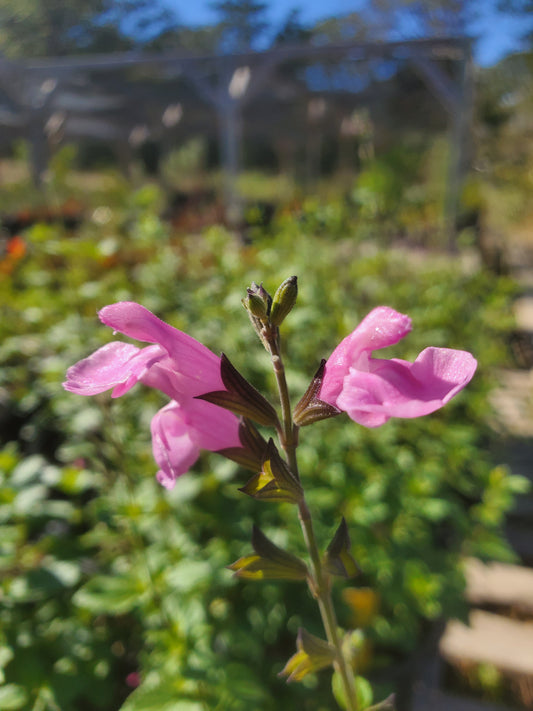 Salvia microphylla --Flower Child Mountain Sage--