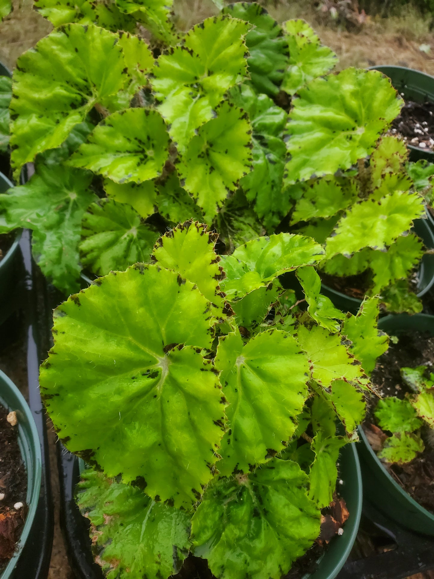Begonia bowerae --Eyelash Begonia--