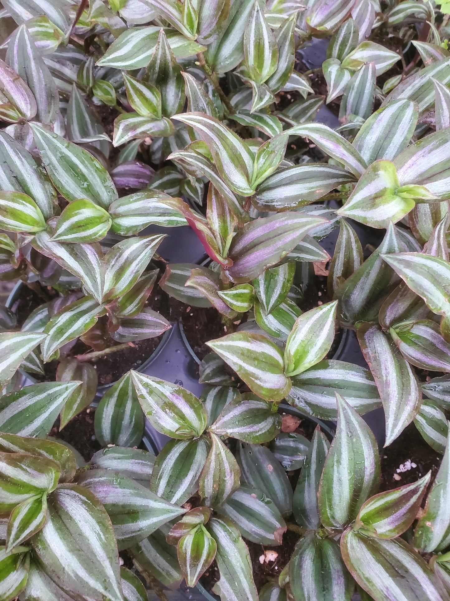Tradescantia fluminensis --Tricolor Wandering Jay--
