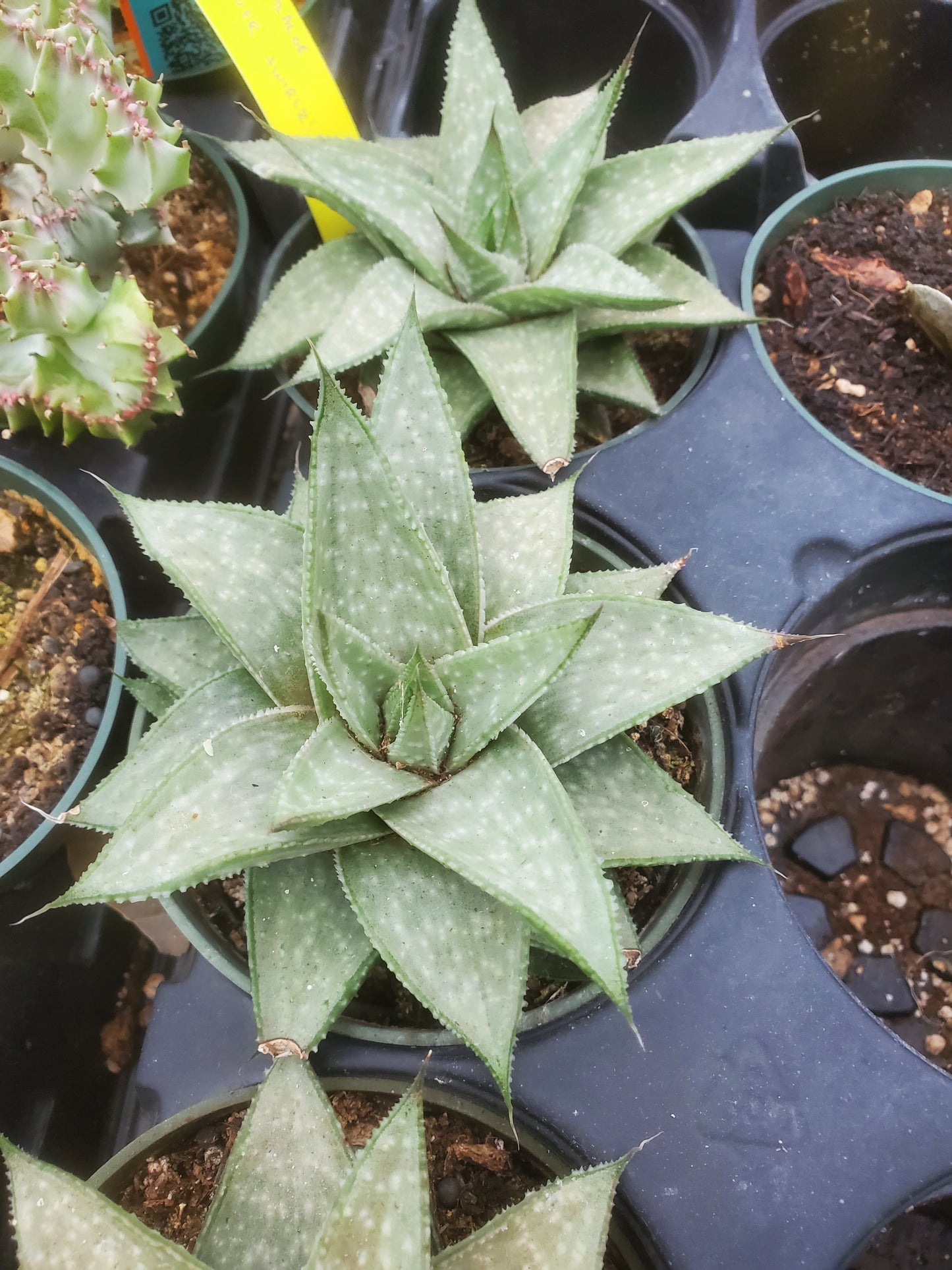 Gasteraloe 'Silver Swirls'