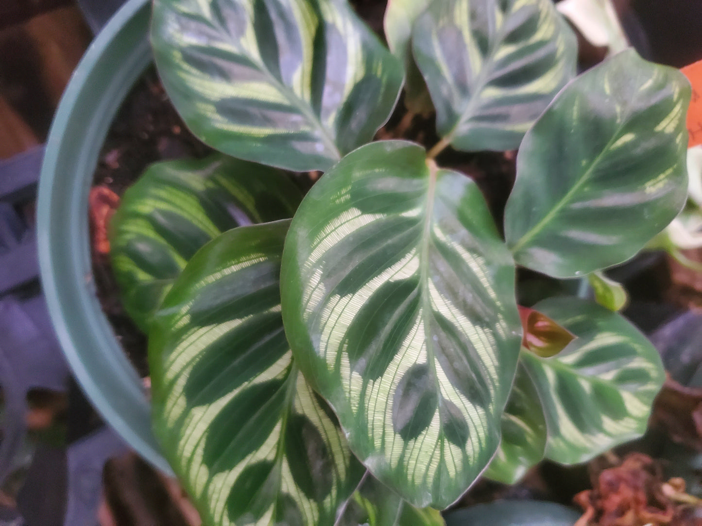 Calathea makoyana 'Cathedral Windows'