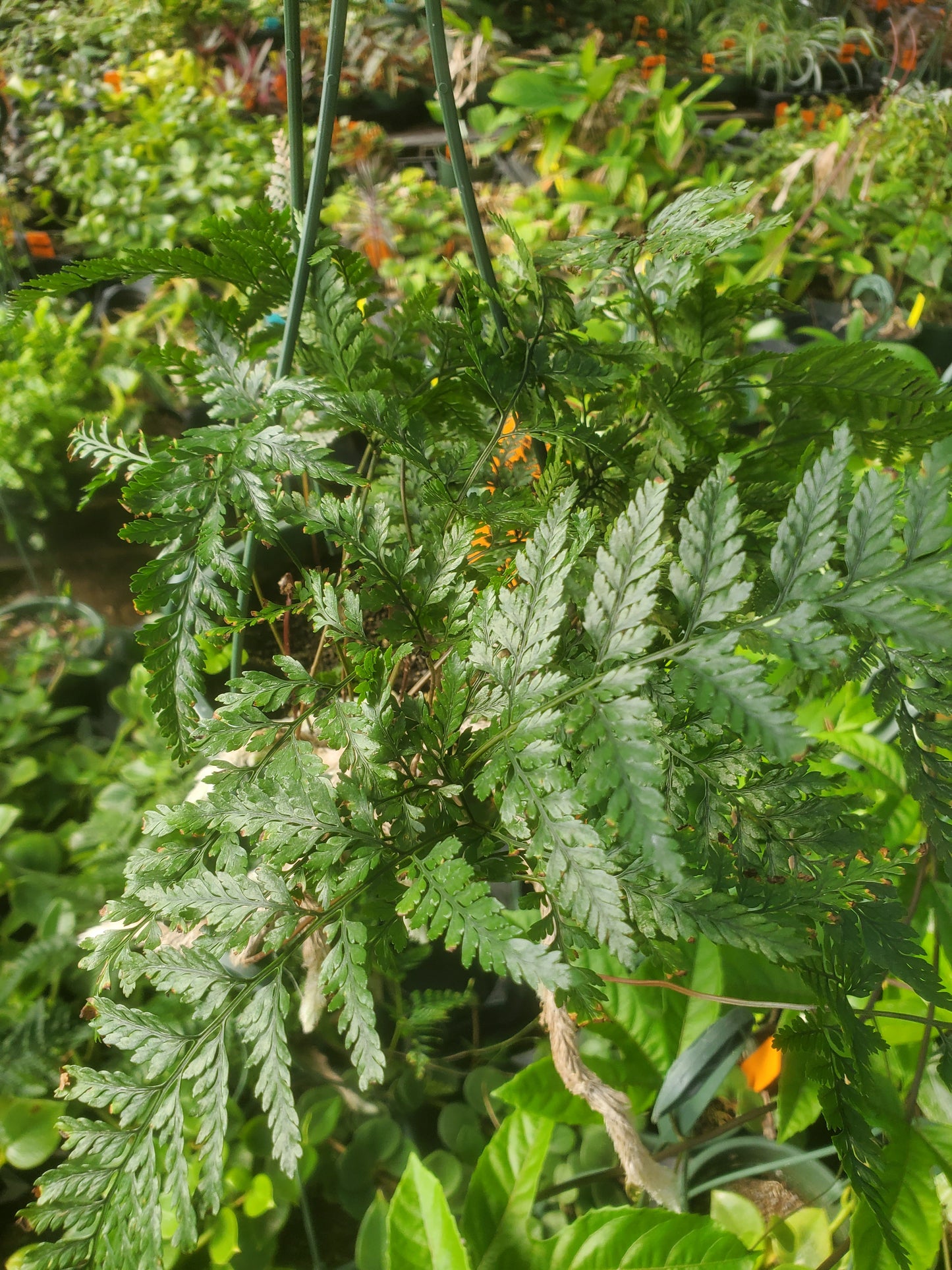 Humata tyermanii --White Rabbit's Foot Fern--
