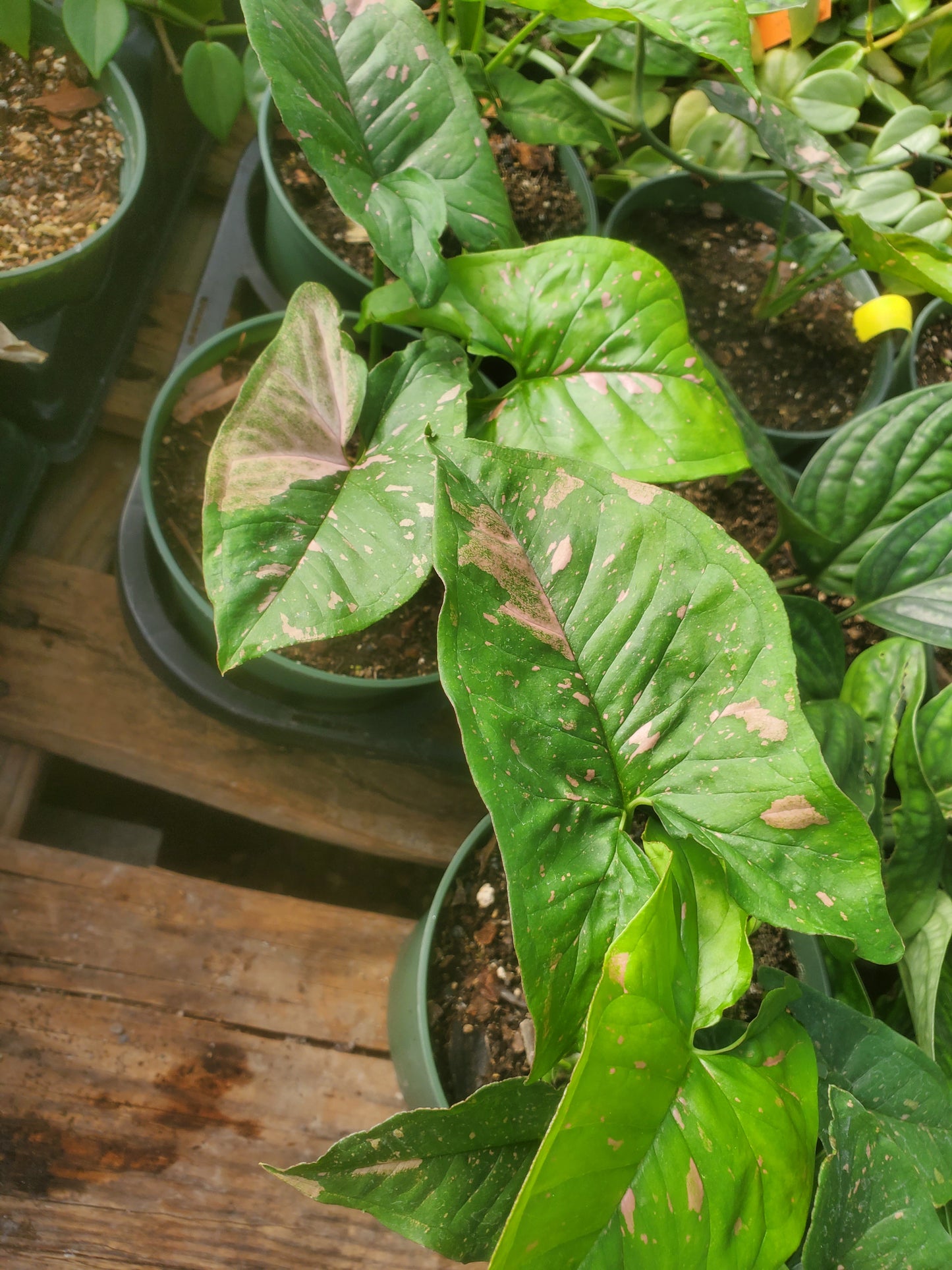 Syngonium podophyllum --Pink Splash Arrowhead Vine--