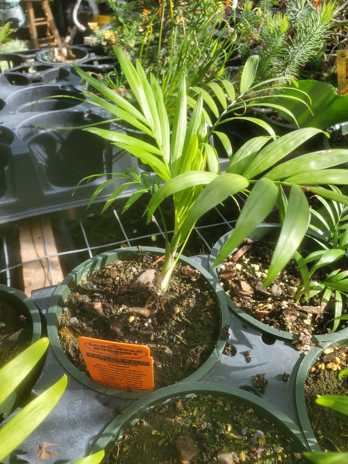 Chamaedorea elegans --Parlor Palm--