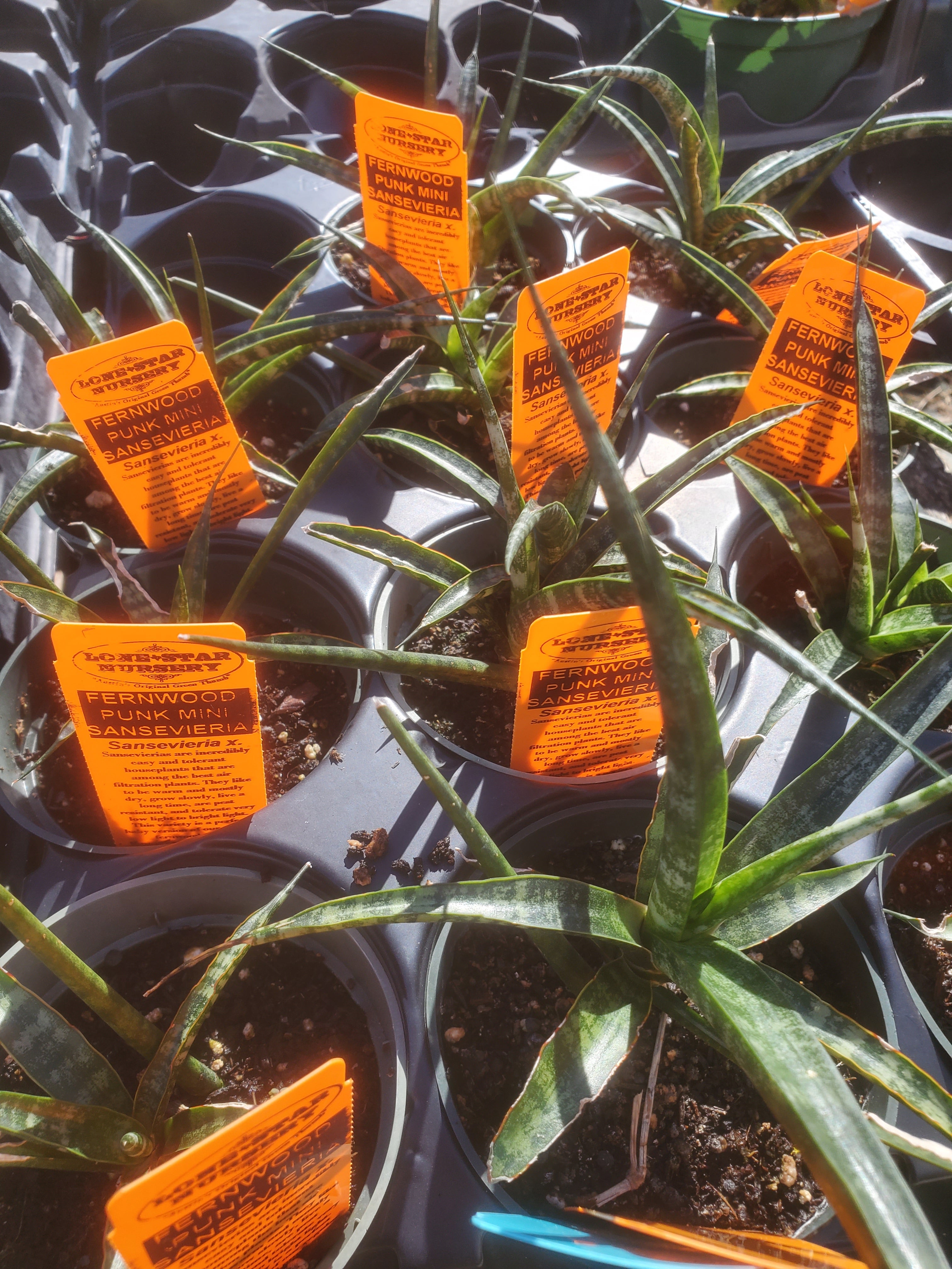 prem sansevieria Sansevieria --Miniature Fernwood Punk Snake Plant--