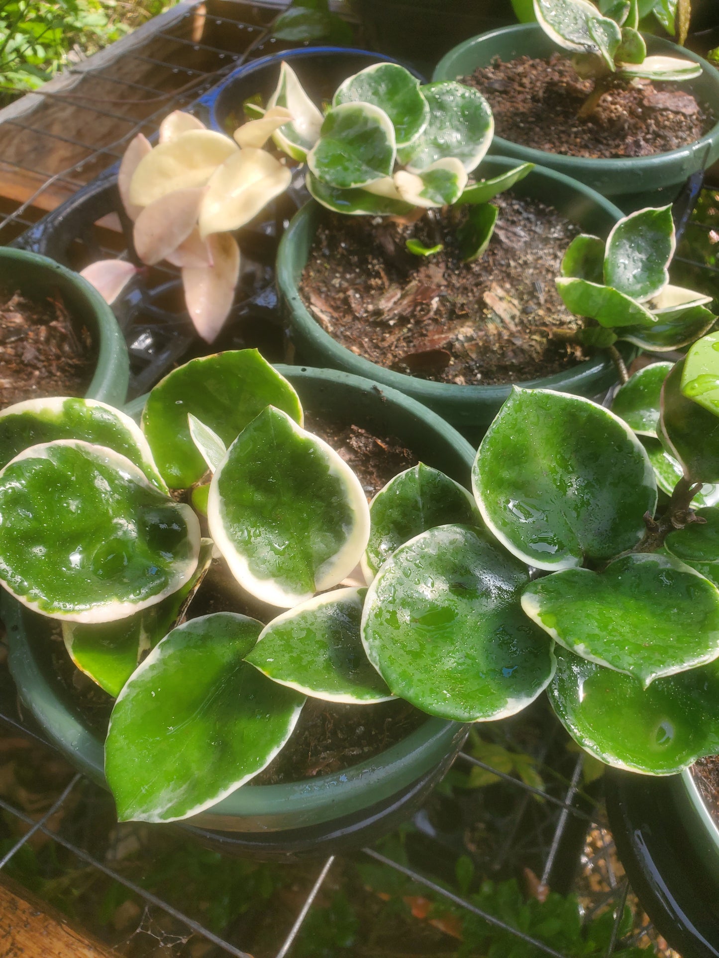 Hoya carnosa 'Tricolor' --Krimson Queen Hoya--