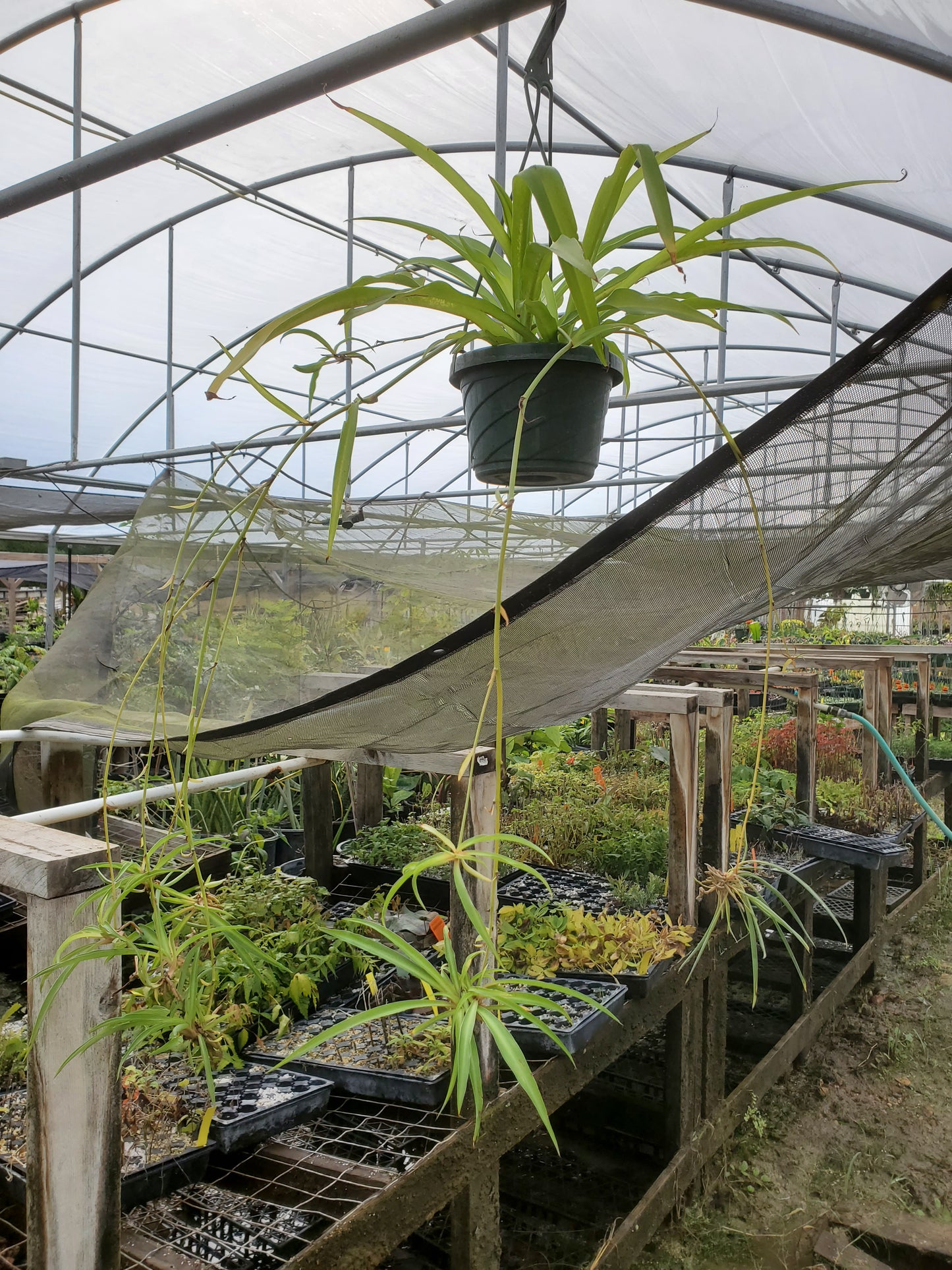 Chlorophytum comosum --Green Spider Plant--