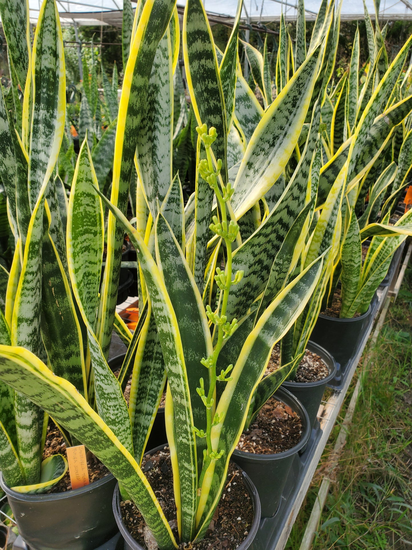Sansevieria trifasciata --Futura Superba Snake Plant--