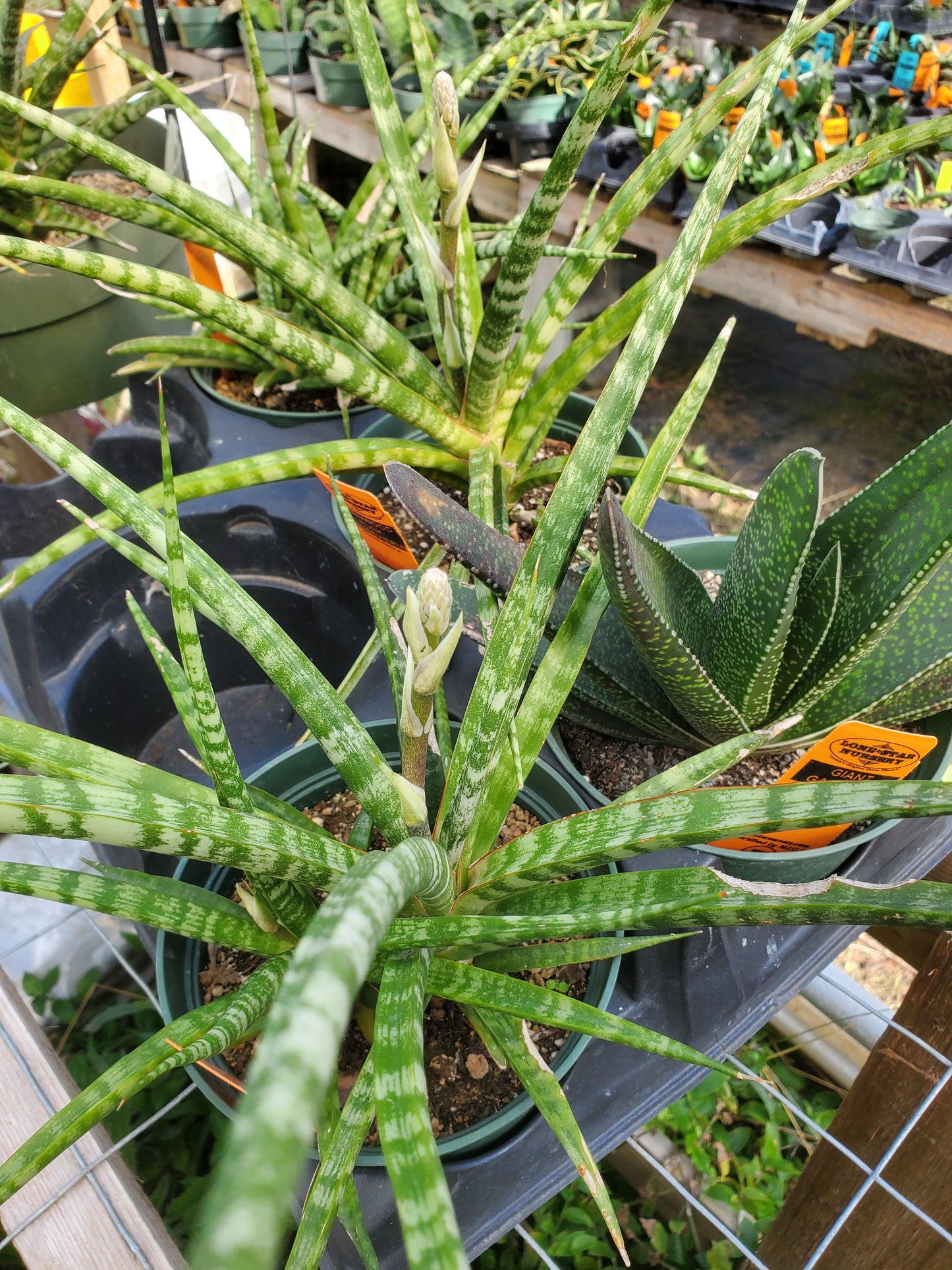 Sansevieria --Fernwood Punk Snake Plant--