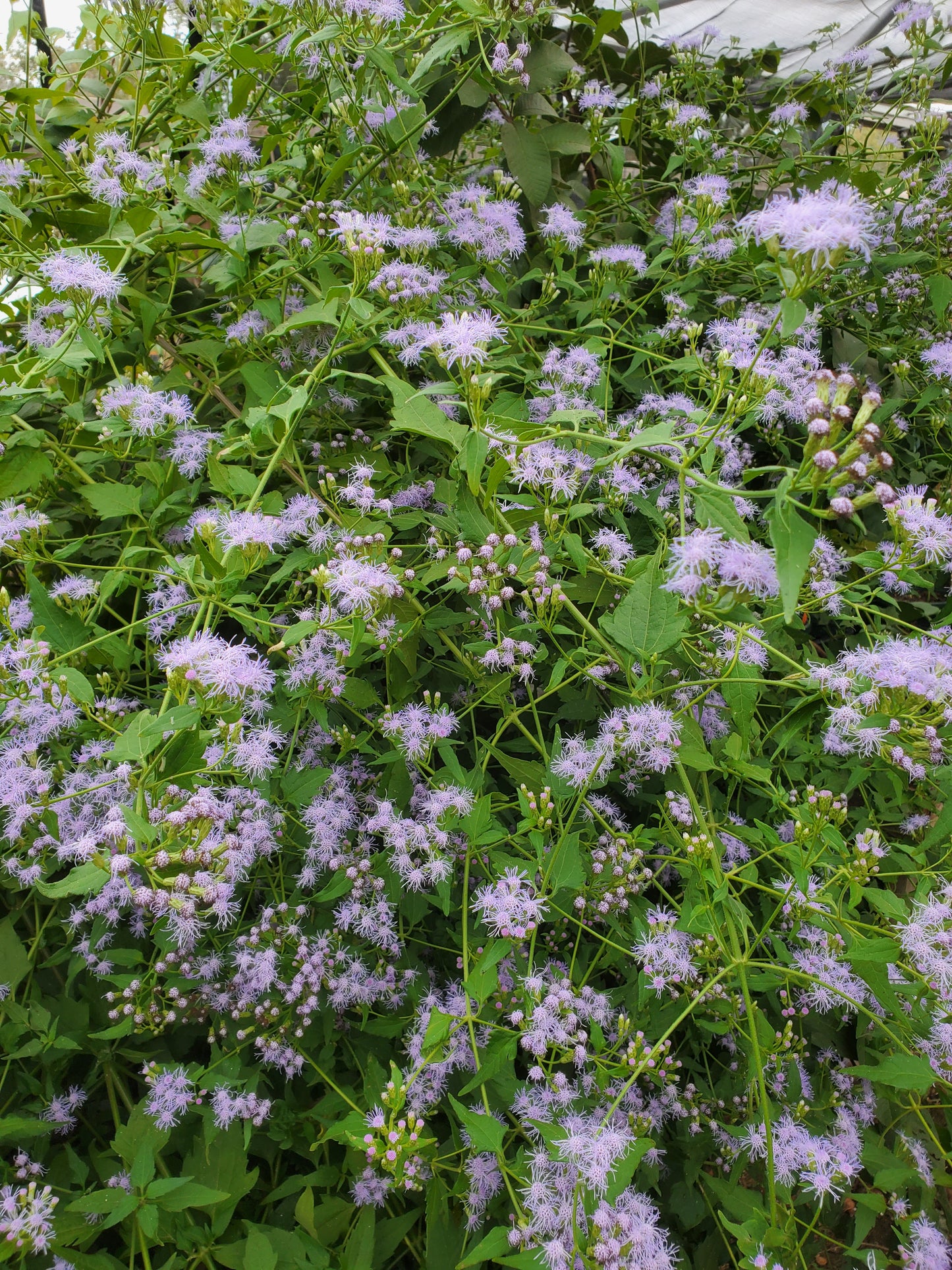 Chromolaena odorata --Blue Boneset--