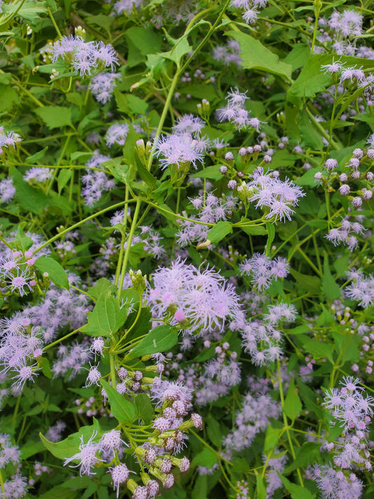 Chromolaena odorata --Blue Boneset--