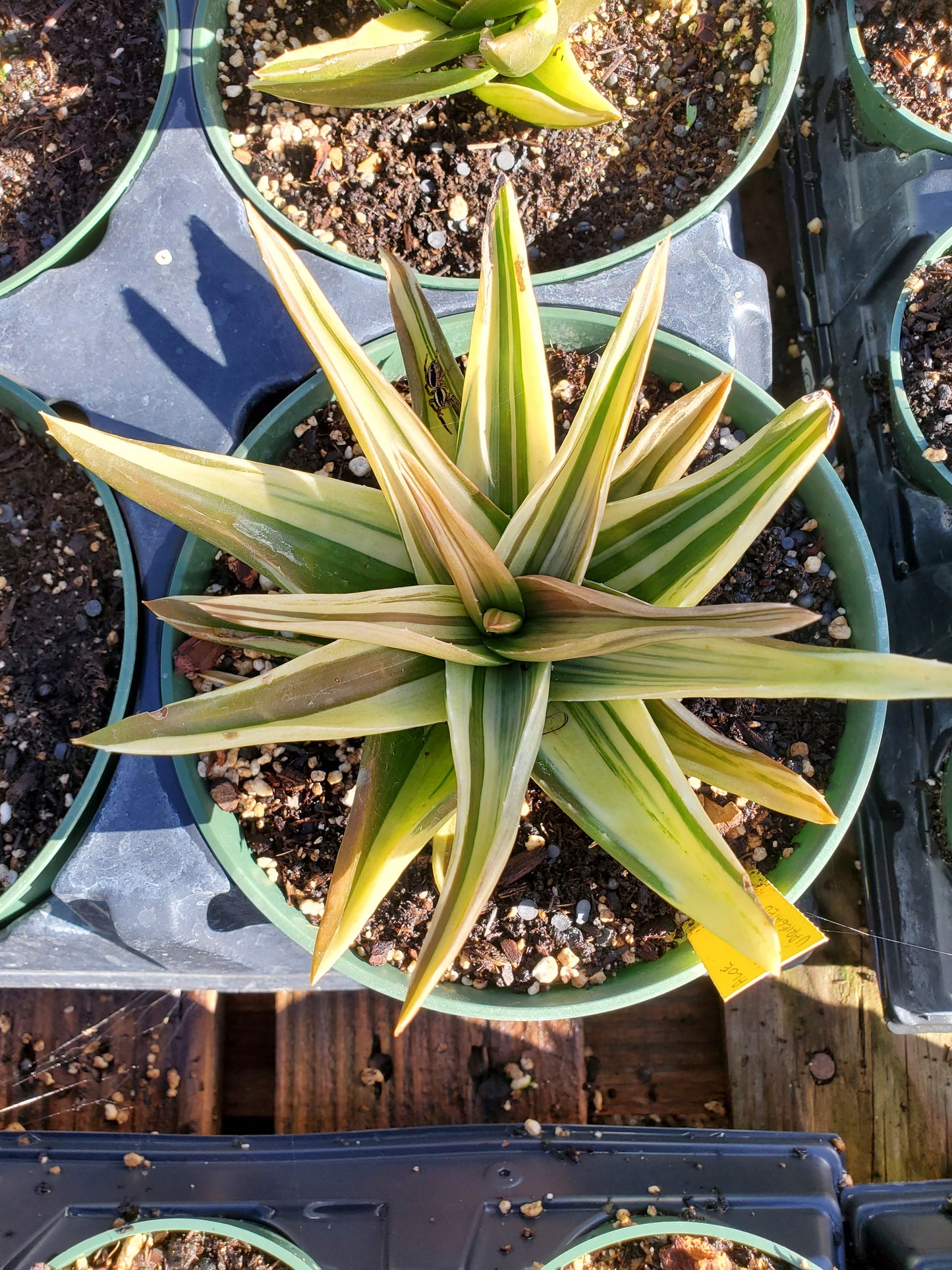 Aloe 'Walmsley's Variegated'