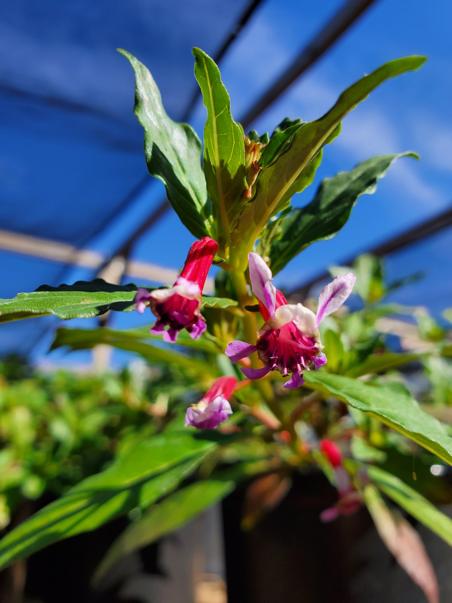 Cuphea 'Kristen's Delight' --Pink Cigar Plant--