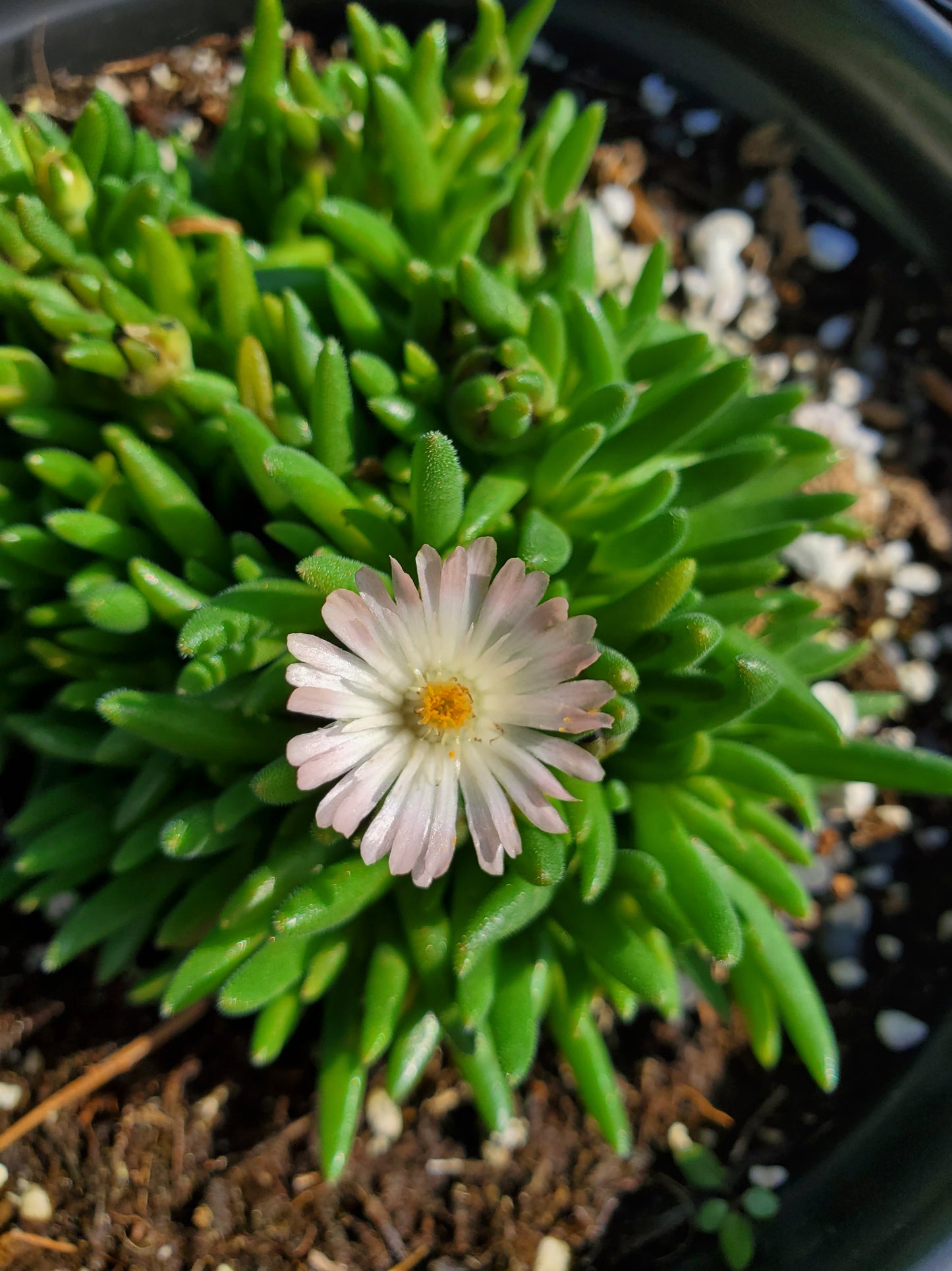 Delosperma cooperi --Rose Quartz Jewel of the Desert--