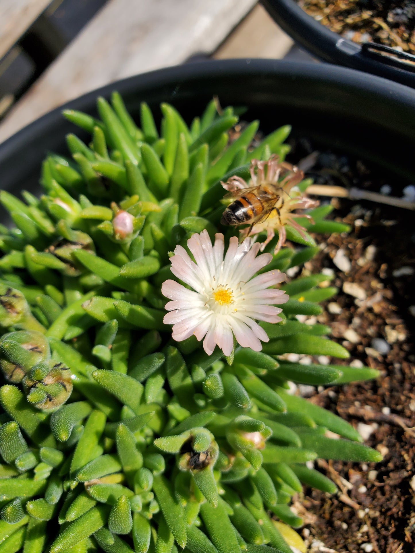 Delosperma cooperi --Rose Quartz Jewel of the Desert--