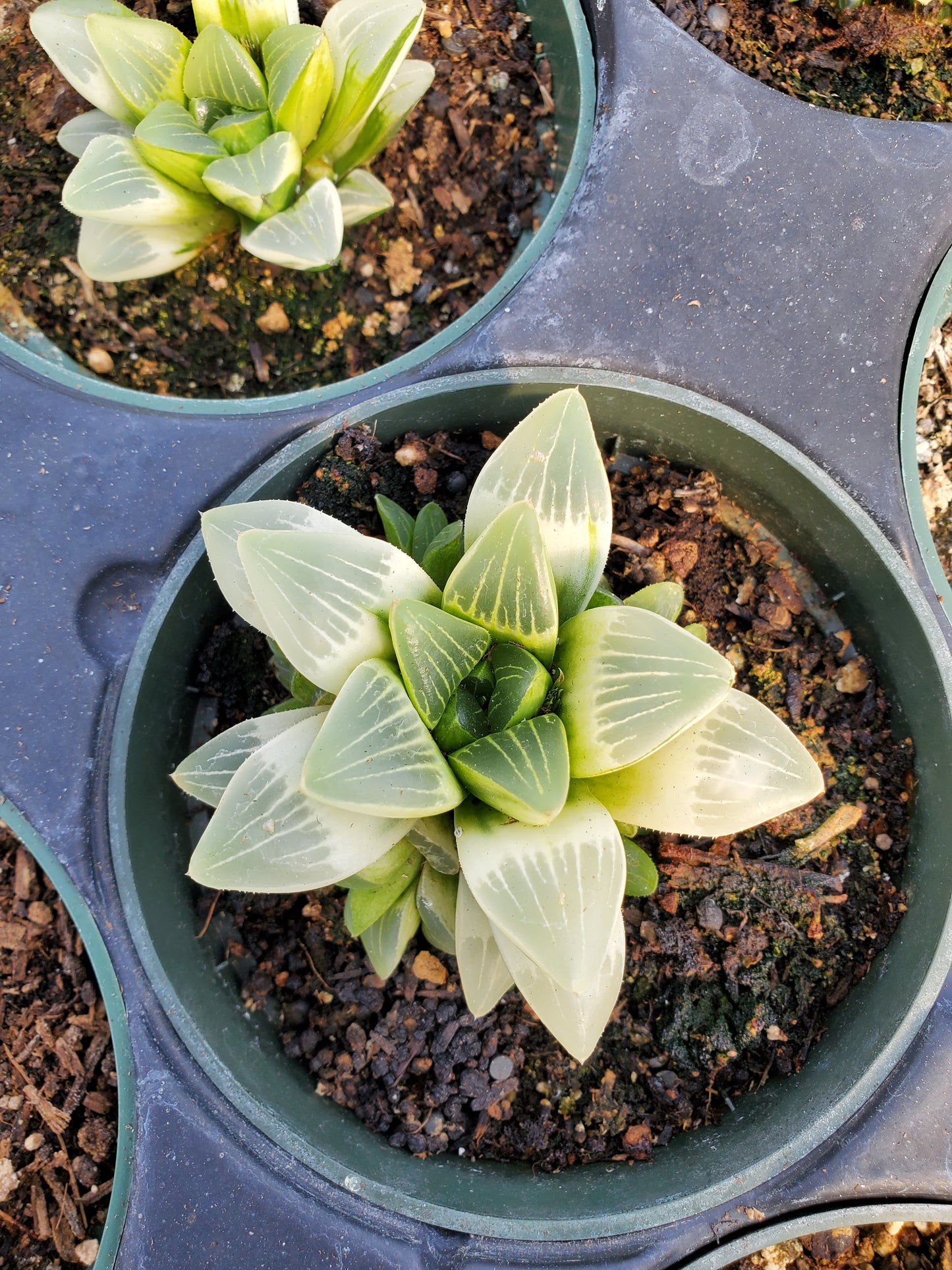 Haworthia retusa 'Variegata'