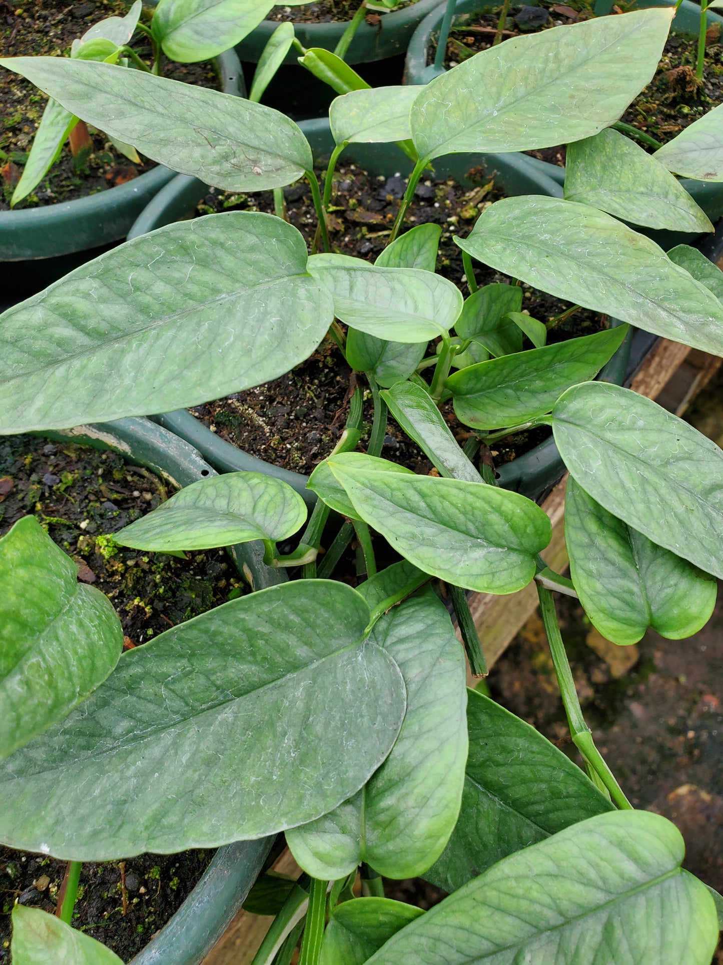 Epipremnum pinnatum --Cebu Blue Pothos--