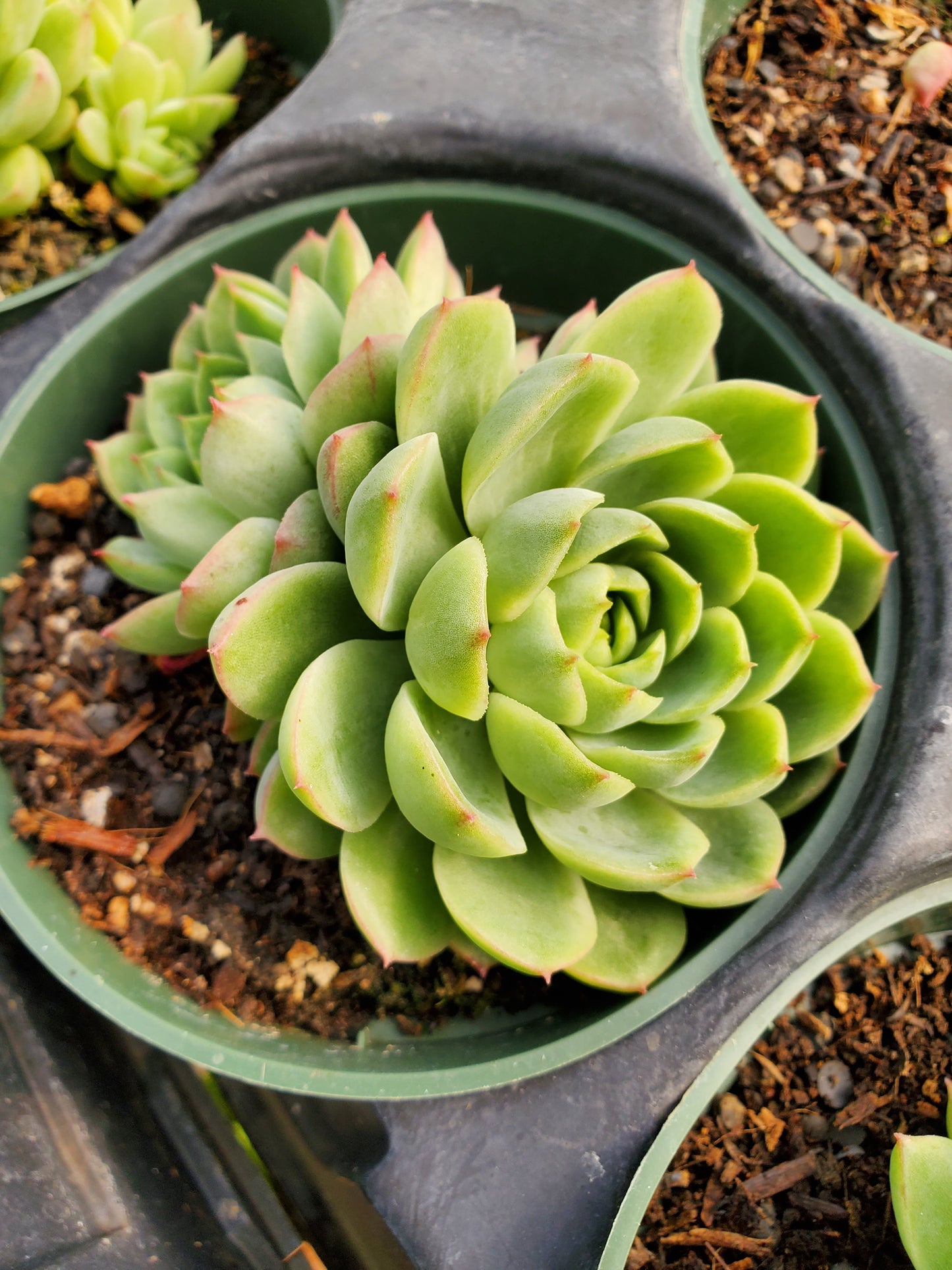Echeveria 'Lime n' Chile'