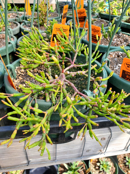 Hatiora salicornioides --Dancing Bones Cactus--