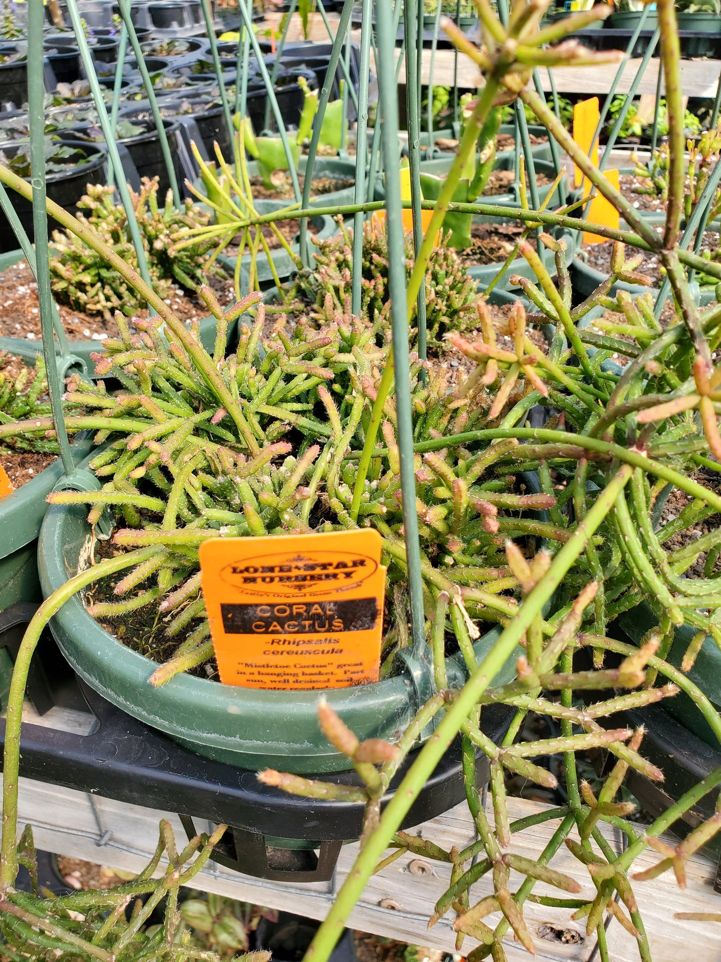 Rhipsalis cereuscula --Coral Cactus--
