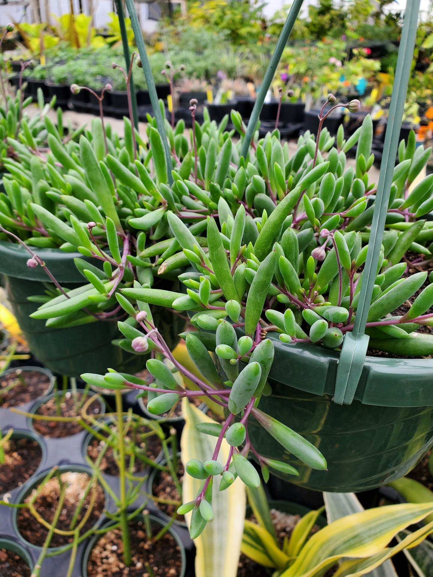 Othonna capensis 'Ruby Necklace'