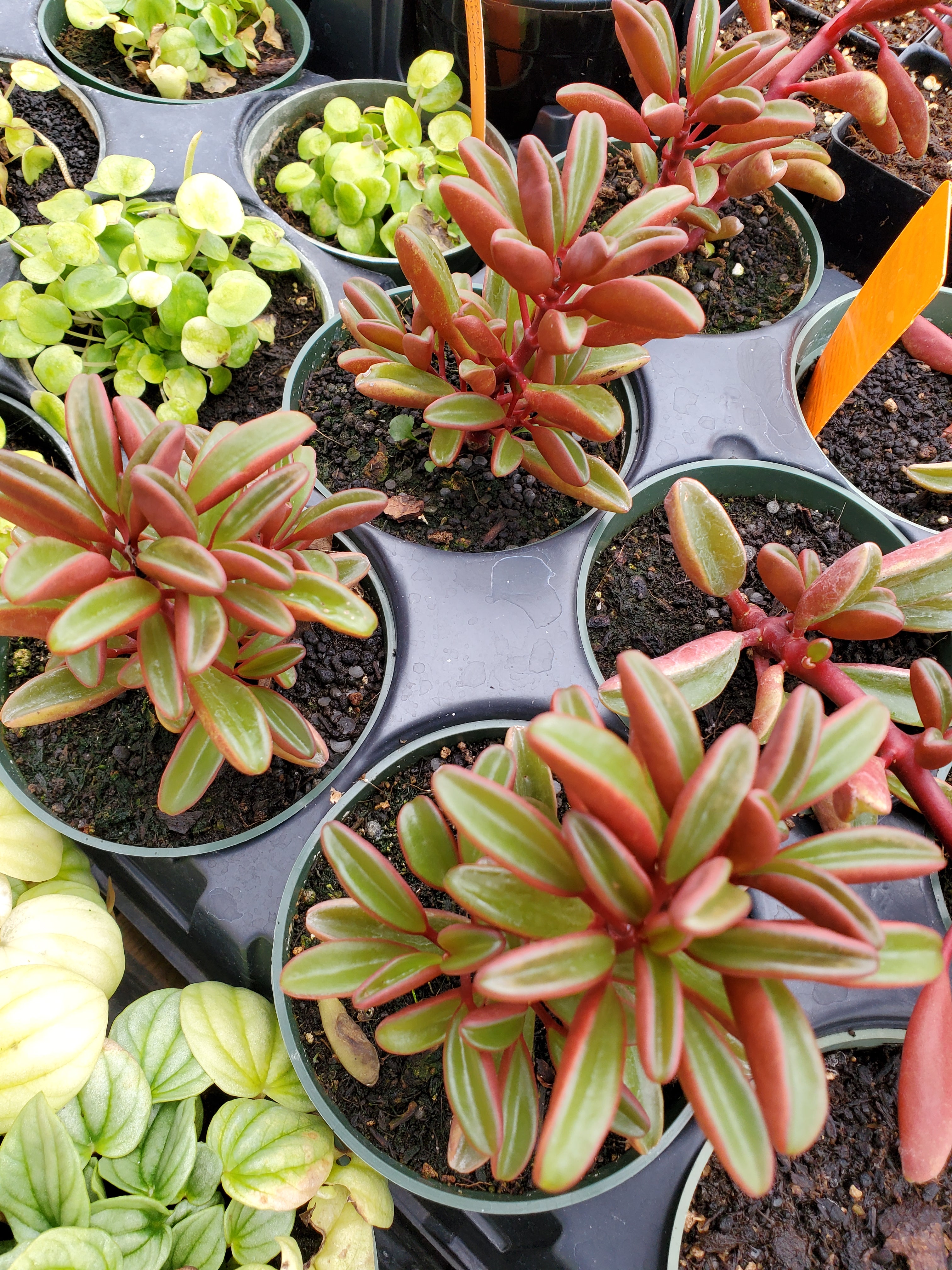 graveolens succulent Peperomia graveolens 'Ruby Glow'