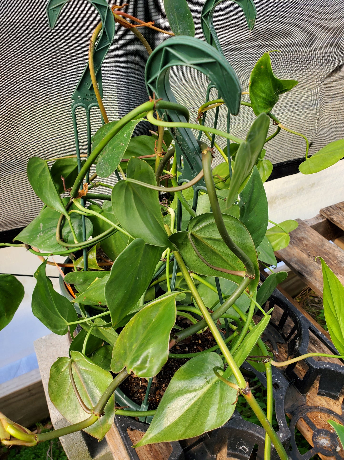 Philodendron hederaceum 'Oxycardium' --Green Heart Leaf Philodendron--