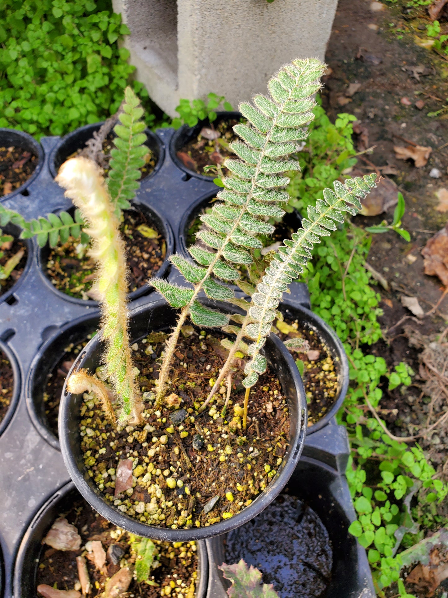 Pleopeltis lepidopteris 'Morro dos Conventos' --Brazilian Hairy Sword Fern--